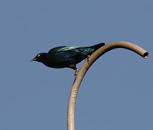 Purpurglanzstar, Lamprotornis purpureus amethystinus